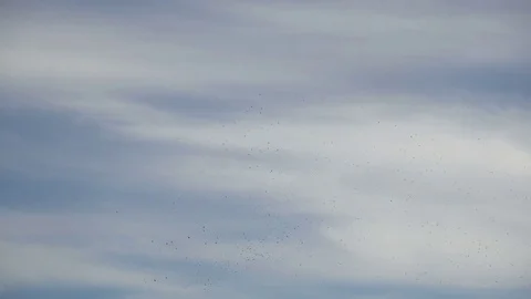 Crows In The Sky Stock Footage 81767695