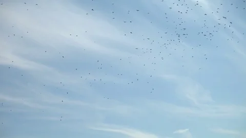Crows In The Sky Stock Footage 81767719