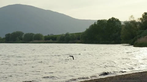 A crow's slow flight over the lake at sunset Stock Footage 328033055