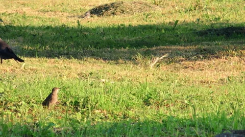 Crows, small birds, young green grass Video stock 57336806