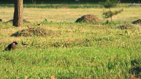Crows, small birds, young green grass Video stock 57337084