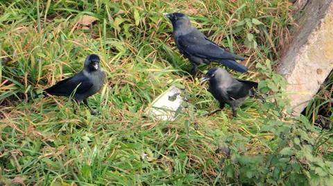 Crows, small birds, young green grass Video stock 57337101