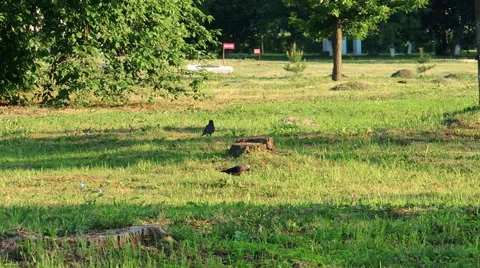 Crows, small birds, young green grass 库存影片 57337318