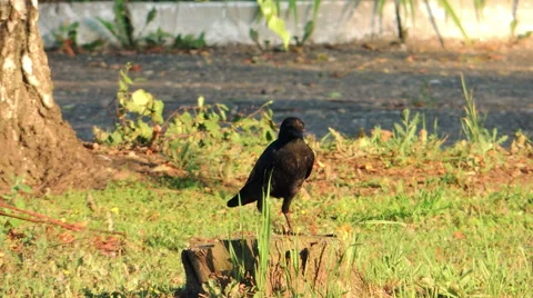 Crows, small birds, young green grass Video stock 57337419