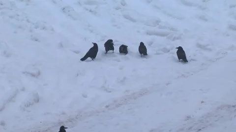 Crows in the snow Stock Footage 45961740