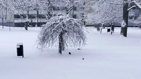 Crows on a snowy day Video stock 167464599