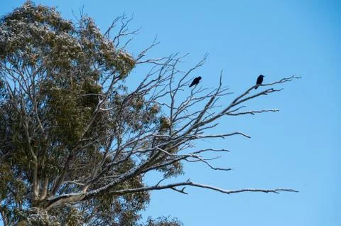 Crows in a snowy tree after a snowfall Foto stock