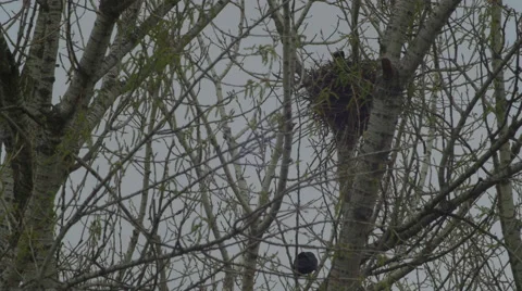 Crows social life  nest Stock Footage 61241983