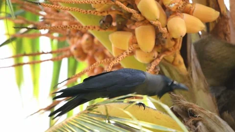 Crows in Sri Lanka Stock Footage 174908075