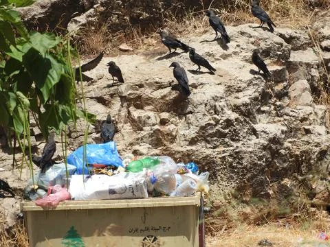 Crows standing in a rock next to dirty trash in Ifrane Morocco Stock Photos