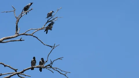 Crows Standing On Tree Branches Stock Footage 107051620
