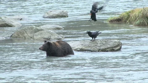 Crows Steal Fish From Brown Bear 库存影片 46028923