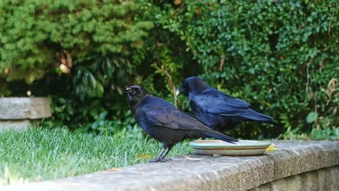 Crows stealing food on the lawn Stock Footage 221213465