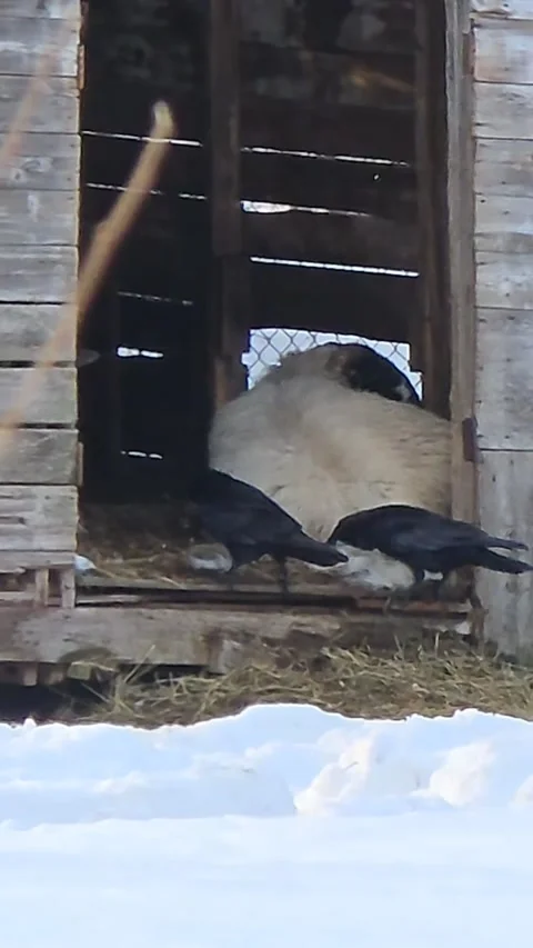 Crows Stealing Wool Right Off a Sheep's Back, Mystic, Connecticut, USA - 26 Feb  Stock Footage 330974691