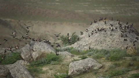 Crows on stone  Stock Footage 55871926