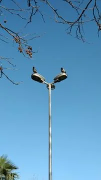 Crows on street lamp Foto stock