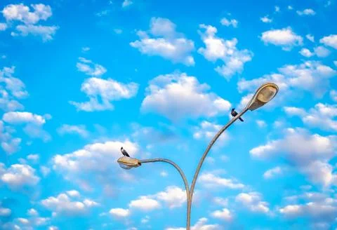 Crows on the Streetlight Fotos Stock