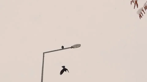 Crows on streetlight in snowfall winter dark birds cold urban wilfe 库存影片 331496461