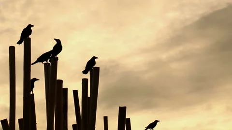 Crows at sunrise on beach. Stock Footage 68781998