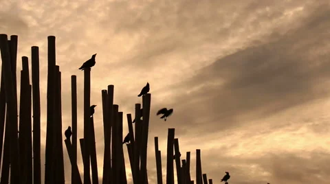 Crows at sunrise on beach. Stock Footage 68782059