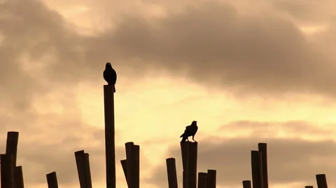 Crows at sunrise on beach. Stock Footage 68782549