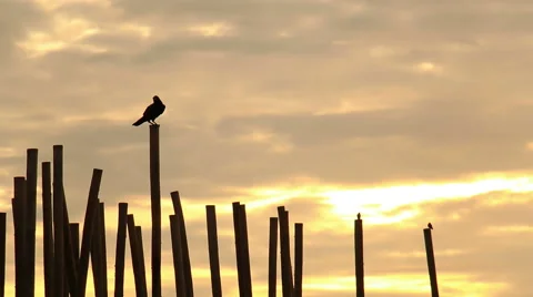 Crows at sunrise on beach. Stock Footage 68782641