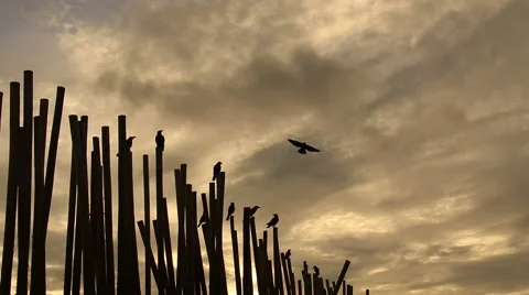 Crows at sunrise on beach. Stock Footage 68782661