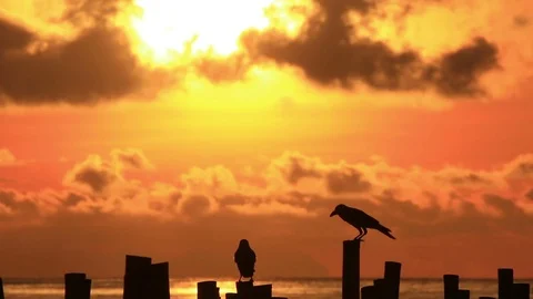 Crows at sunrise on beach. Stock Footage 70879298