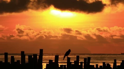 Crows at sunrise on beach. Stock Footage 70879696