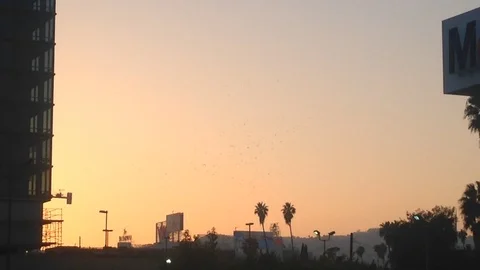 Crows swarm at sunset. Stock Footage 90151097