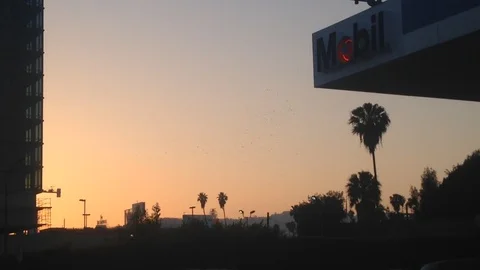 Crows swarm at sunset. Stock Footage 90151639