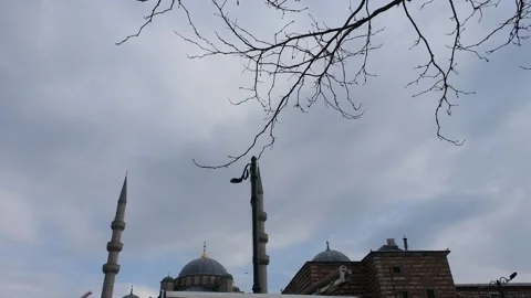 Crows swinging on branch Stock Footage 170831667