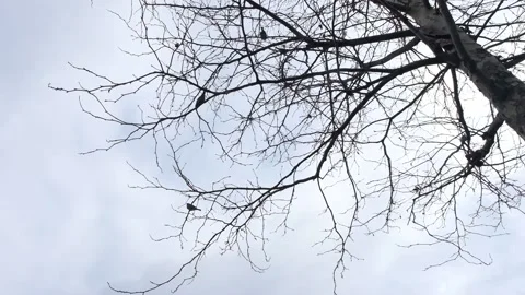 Crows swinging on branch Stock Footage 170831702