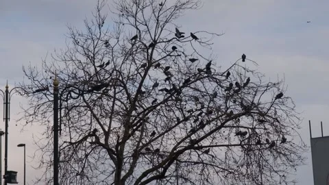 Crows swinging on branch Stock Footage 170831897