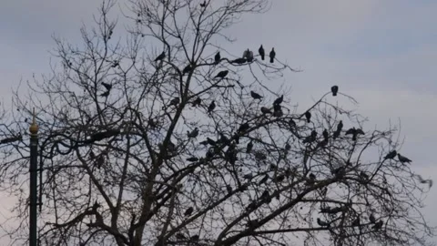Crows swinging on branch Stock Footage 170831996