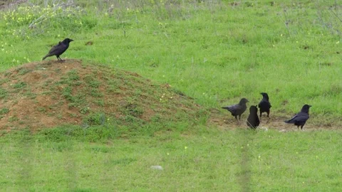 Crows take flight from dirt pile in green field 스톡 동영상 337799633