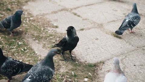 Crows take food from the pigeons. The boy feeds the birds Stock Footage 128016629