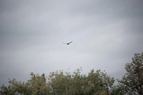 Crows take off from the trees in the autumn forest Stock Photos