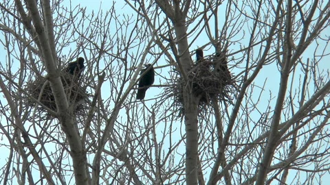 Crows in their nests in the treetops Видео 141989594