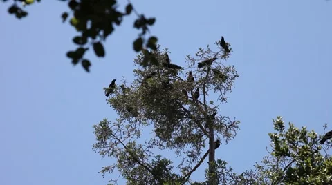 Crows on the top of a tree Stock Footage 7761711