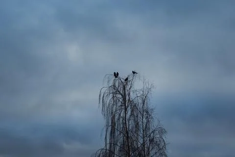 Crows at the Top of a Tree Stock Photos