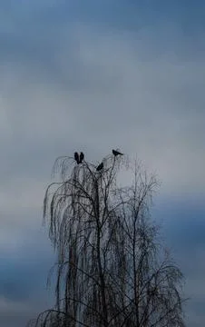 Crows at the Top of a Tree Stock Photos