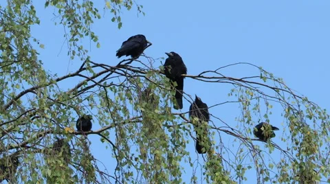 Crows on tree 2 Stock Footage 44498320