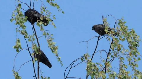 Crows on tree 3 Video stock 44498335