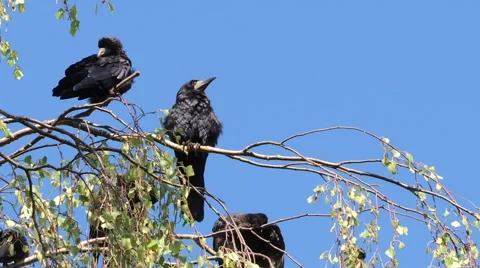 Crows on tree 4 库存影片 44498290