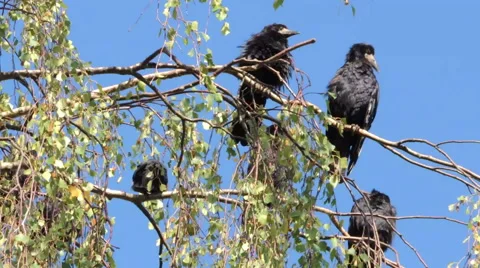 Crows on tree 5 Видео 44498349
