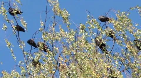 Crows on tree 7 库存影片 44498387