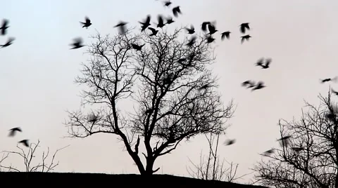 Crows on the tree and in the air with sound of nature Stock Footage 56750892