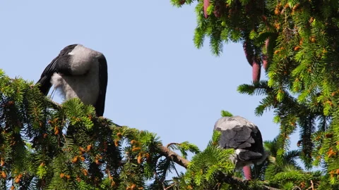 Crows on a tree, birds in nature Stock Footage 243422459