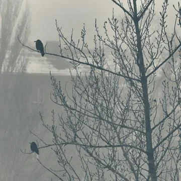 Crows on a tree branch in the fog Stock Photos